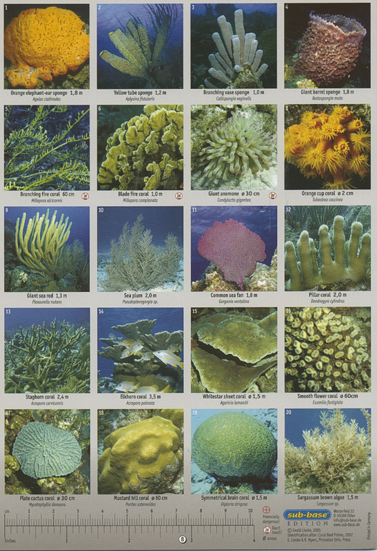 Coral Reef Fish Guide Caribbean