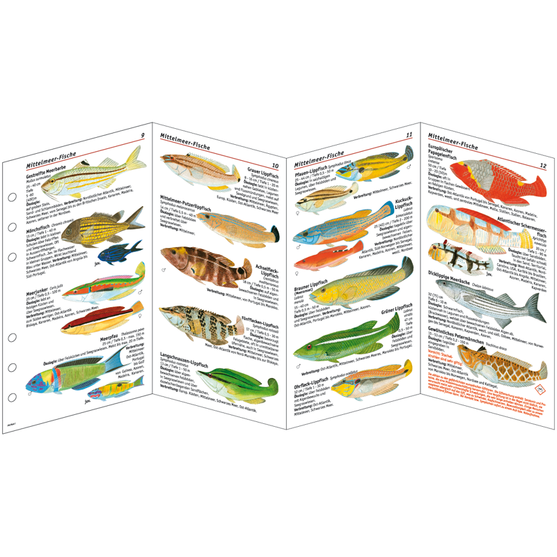 Fischkartenset Mittelmeer Fischbestimmung 