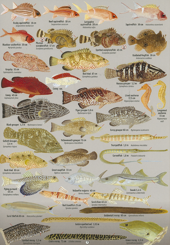 Coral Reef Fish Guide Caribbean