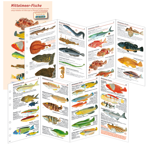 sub-base Fischfaltblatt Fischbestimmungskarte Faltblatt Rotes Meer NEU !!! 